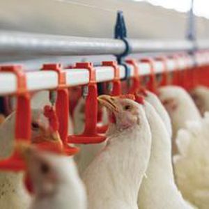 Соска для вскармливания для домашней птицы - VDL AGROTECH B.V.