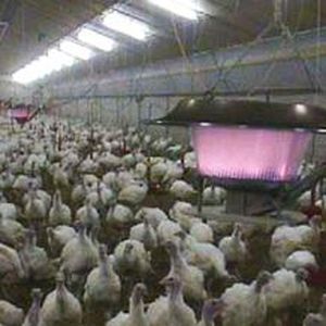 Газовая система обогрева - G12 - VDL AGROTECH B.V. - пропановая / на горячей воде / дизельная