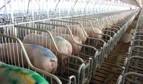 Клетка для инсеминации с водопойным желобом - Vissing Agro A/S
