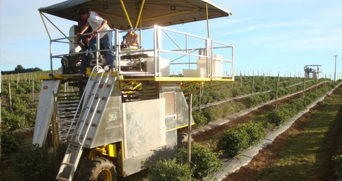 Уборочная машина для фруктов - ORXL - Littau Harvester Inc. - самоходная / портальная