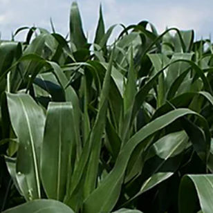 Очень ранний семена кукурузы - P7326 - DuPont Pioneer - зерна / для силосования / устойчивый к гельминтоспориозу
