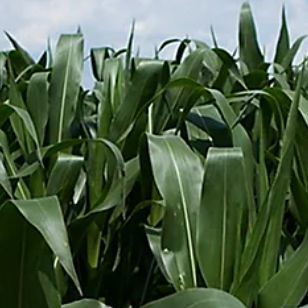 Очень ранний семена кукурузы - P7034 - DuPont Pioneer - зерна / для силосования / устойчивый к церкоспореллезу