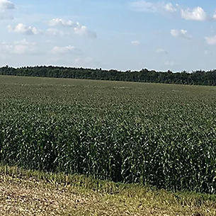 Очень ранний семена кукурузы - P7892 - DuPont Pioneer - для силосования / устойчивый к церкоспореллезу / гибридный