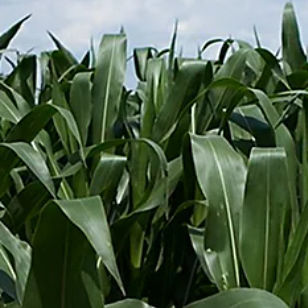 Ранний семена кукурузы - P7524 - DuPont Pioneer - для силосования / устойчивый к церкоспореллезу / гибридный