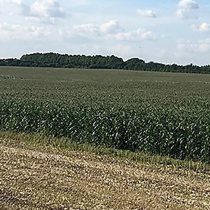 Семена кукурузы для силосования - P8200 - DuPont Pioneer - устойчивый к церкоспореллезу / гибридный / устойчивый к полеганию