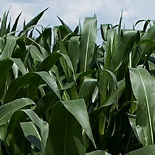 Семена кукурузы для силосования - P8201 - DuPont Pioneer - устойчивый к церкоспореллезу / гибридный / устойчивый к полеганию