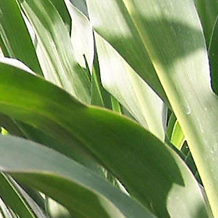Очень ранний семена кукурузы - P7179 - DuPont Pioneer - зерна / для силосования / устойчивый к церкоспореллезу