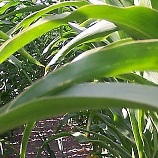Поздний семена кукурузы - DS1897B - DuPont Pioneer - зерна / для силосования / гибридный