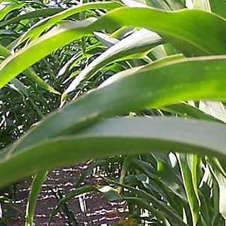 Очень ранний семена кукурузы - P7381 - DuPont Pioneer - для силосования / зерна / устойчивый к полеганию