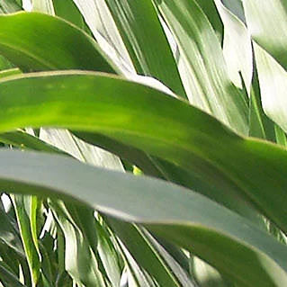 Ранний семена кукурузы - P7647 - DuPont Pioneer - для силосования / зерна / гибридный