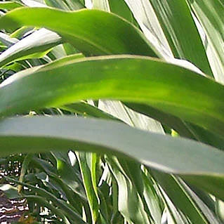 Ранний семена кукурузы - P7364 - DuPont Pioneer - для силосования / зерна / роговой