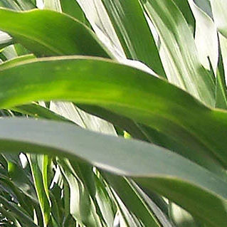 Ранний семена кукурузы - P7655 - DuPont Pioneer - для силосования / зерна / роговой