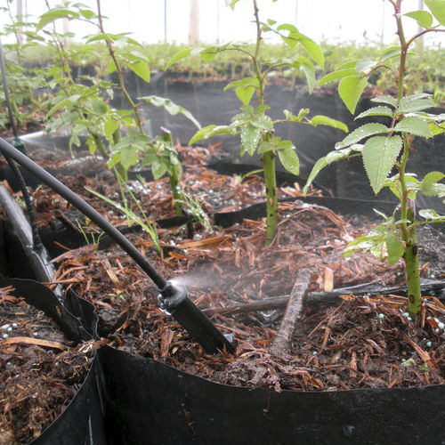 Колышек для полива - Spray Stakes - Senninger Irrigation, Inc.