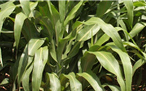 Корм для сорга - AF7401 - Alta Seeds - для питания животных / гибридный