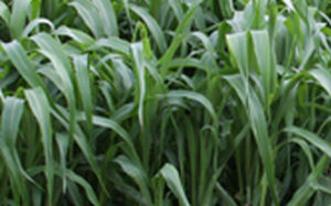 Корм для сорга - AS5201 - Alta Seeds - для питания животных / гибридный / биологически чистый