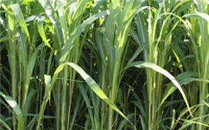 Корм для сорга - AS6402 - Alta Seeds - для питания животных / гибридный
