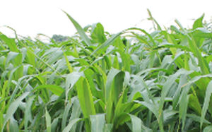 Корм для сорга - ADV S6504 - Alta Seeds - для питания животных / гибридный