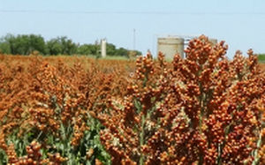 Полураннее семена сорго - ADV G1150 - Alta Seeds - зерна / устойчивое к сухим зонам