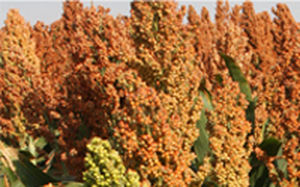Раннее семена сорго - Aphix AG1201 - Alta Seeds - зерна / гибридное / устойчивое к сухим зонам