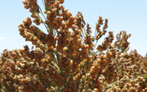 Полураннее семена сорго - Aphix AG1203 - Alta Seeds - зерна / устойчивое к сухим зонам