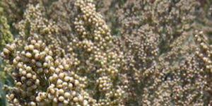 Полураннее семена сорго - Aphix AG1301 - Alta Seeds - зерна / гибридное