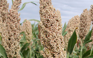 Полураннее семена сорго - AG1401 - Alta Seeds - зерна / гибридное