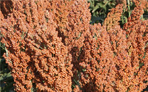 Семена сорго средняя зрелость - AG2103 - Alta Seeds - зерна