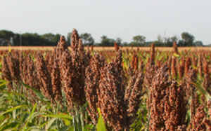 Полупозднее семена сорго - Aphix ADV G3247 - Alta Seeds - зерна / гибридное