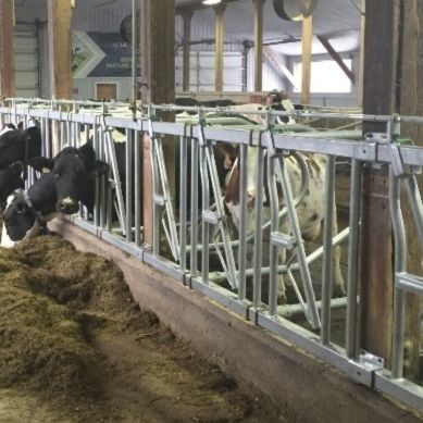 Кормовая решетка для коров - Artex Barn Solutions LTD. - самоблокирующаяся / с трубчатой структурой