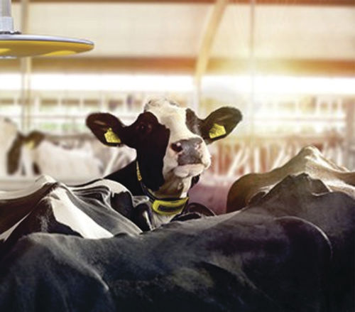 Система наблюдения для коров - Nedap COWcontrol ™ - BECO Dairy Automation, Inc. - для хлева / состояния здоровья / тепла