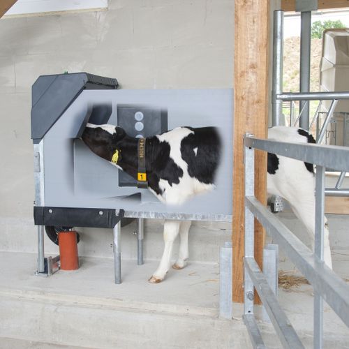 Загрузочная воронка для телят - HL100 - Calf Star - из нержавеющей стали / автоматическая / программируемая