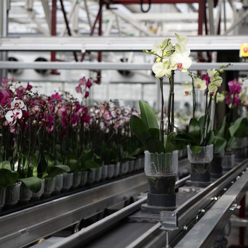 Конвейер для цветочных горшков - FL’EX Delivery system for potted plants - Flier Systems - ленточный