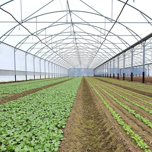 Многотуннельная теплица - MULTITUNNEL A PIEDS DROITS SERRE PROFESSIONNELLE - SERRES JRC