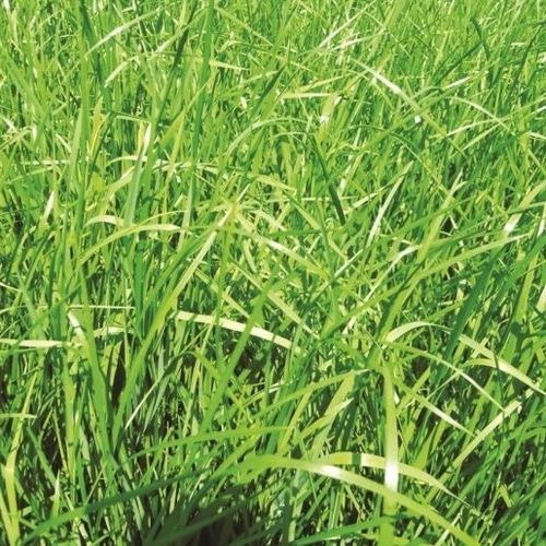 Растительный покров овсяница - 75102036 - Vital Concept - для питания животных / для лугов / скашивание