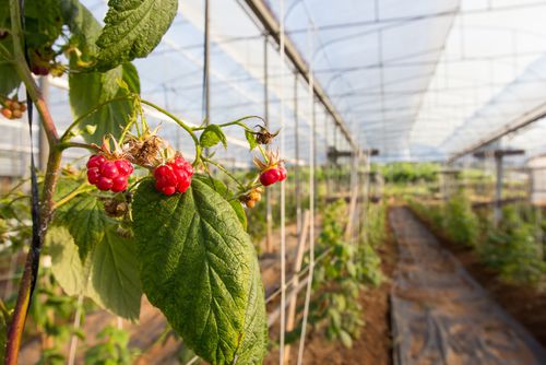 Пленка для теплицы - Berries - Armando Alvarez Group - из пластика / биоразлагаемая / химически стойкая