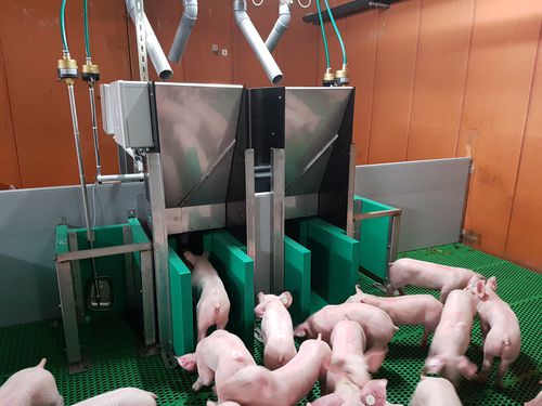 Оборудование для кормления для свинины - Pigtrack - Asserva - для трубы / программируемое / с автоматической системой идентификации