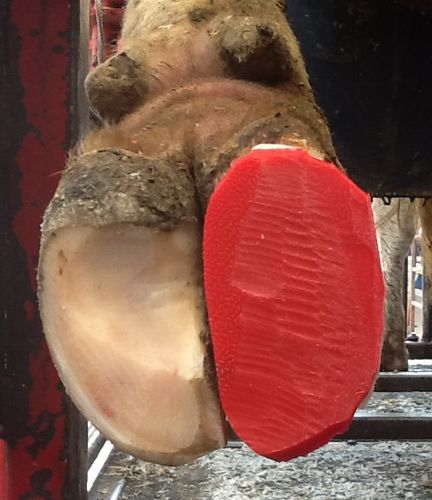 Колодка для копыт для крупного рогатого скота - Accu-sole - Comfort Hoof Care - из каучука