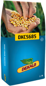 Поздний семена кукурузы - DKC5685 - DeKalb - зерна / гибридный / зубчатый