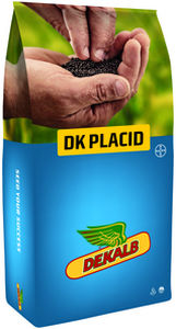 Полураннее семена кользы - DK PLACID - DeKalb - устойчивое к фомозу / гибридное / устойчивое к полеганию