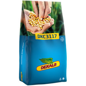 Очень ранний семена кукурузы - DKC3117 - DeKalb - зерна / для силосования / гибридный
