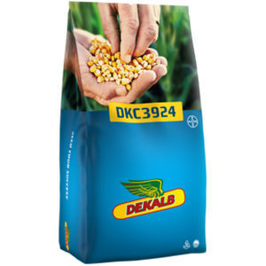 Ранний семена кукурузы - DKC3924 - DeKalb - зубчатый / устойчивый к полеганию