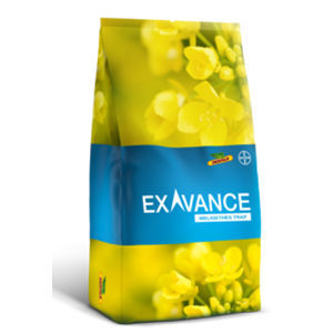 Раннее семена кользы - EXAVANCE_ - DeKalb - устойчивое к фомозу / гибридное / устойчивое к вымолачиванию