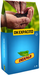 Полураннее семена кользы - DK EXPACITO - DeKalb - устойчивое к фомозу / гибридное / устойчивое к полеганию