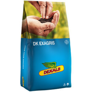 Полураннее семена кользы - DK EXAGRIS - DeKalb - устойчивое к фомозу / гибридное / устойчивое к полеганию