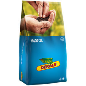 Полураннее семена кользы - V407OL - DeKalb - устойчивое к фомозу / гибридное / устойчивое к полеганию