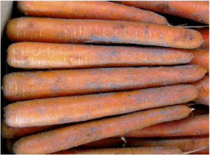 Осеннее семена моркови - Atlantis  - AGRI-SEMENCES - гибридное