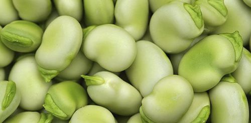 Раннее семена бобов - Danko - AGRI-SEMENCES - годовое