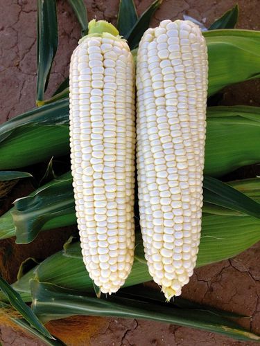 Ранний семена кукурузы - Nova F1 - AGRI-SEMENCES - зерна / гибридный