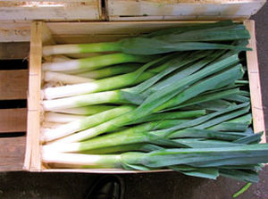 Зимний семена лука-порея - Blauwgroene Winter Atlanta - AGRI-SEMENCES