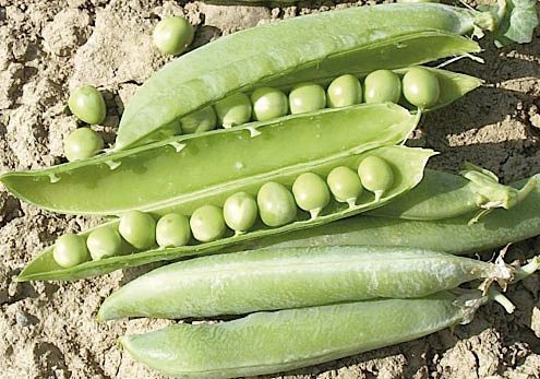 Полураннее семена масличных культур - Altesse - AGRI-SEMENCES